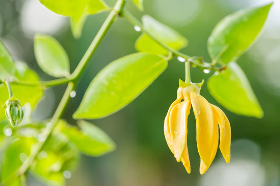 季節の変わり目、乱れがちな自律神経…アロマテラピーで「ととのえる」リラックス術。あなたの好きな香りはどれ?