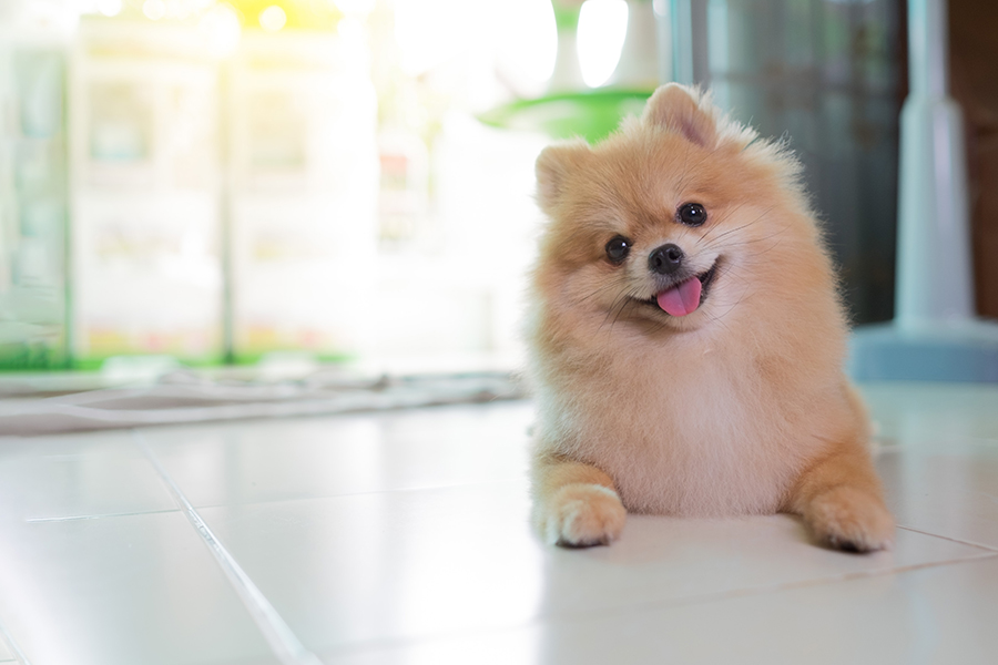 犬の暑さ対策はどうする?散歩・屋外・室内のシチュエーション別に対策法を解説