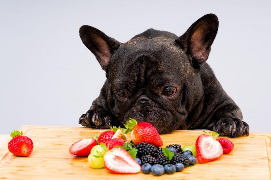 ヒューマングレードのドッグフードってどういうもの?初めての飼い主さんに伝えたい魅力や選び方