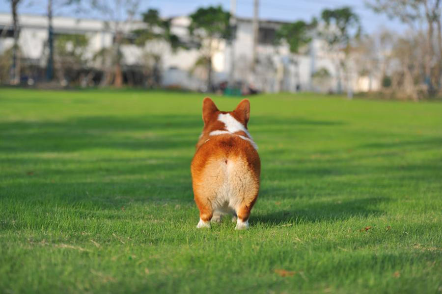 犬のダイエットサポートは、運動と散歩の工夫だけ。