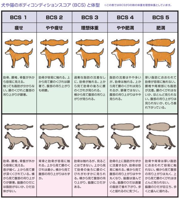 犬や猫のボディコンディションスコア