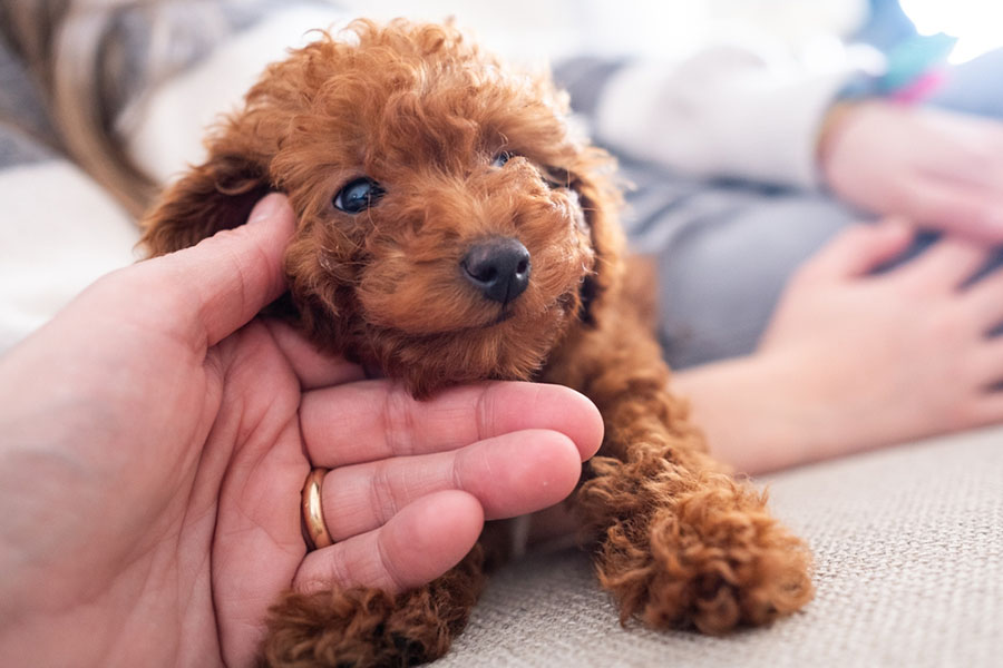 愛犬の体調不良には、正しい対処と対策を。