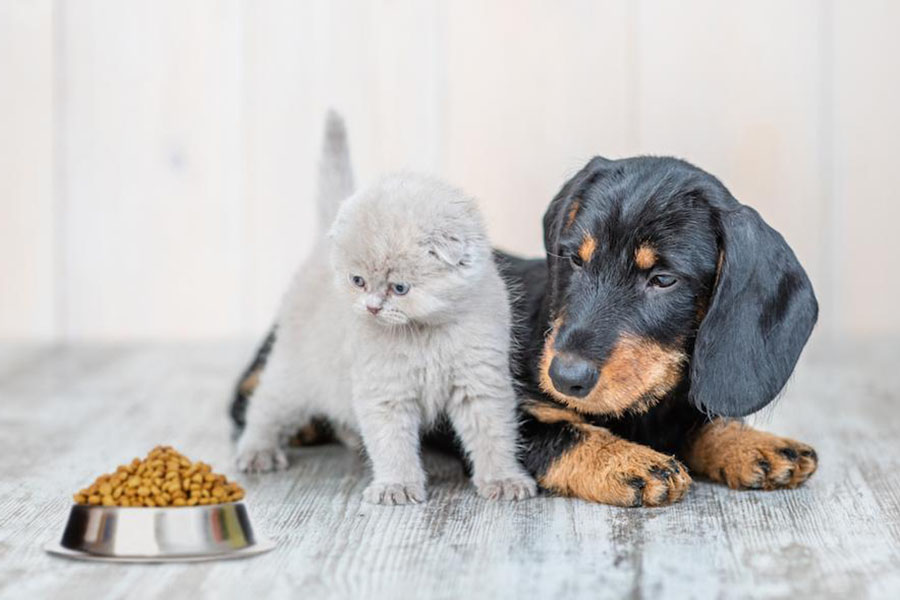 乳酸菌を補給できる犬のおやつとは?腸内環境との関係やメリット・手軽なサプリについても解説