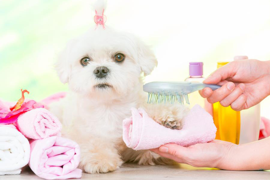 犬の皮膚の乾燥対策は保湿ケアと毎日のチェックから。病気の可能性がある湿疹には注意しましょう