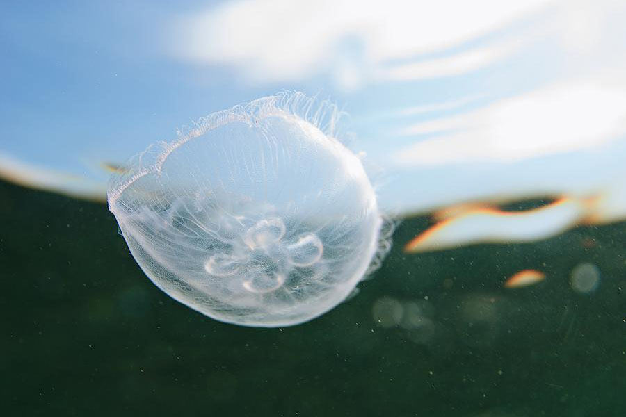 海でクラゲに刺されたら?すぐできるかゆみや炎症への対処法。地域別に生息するクラゲの種類もチェック!