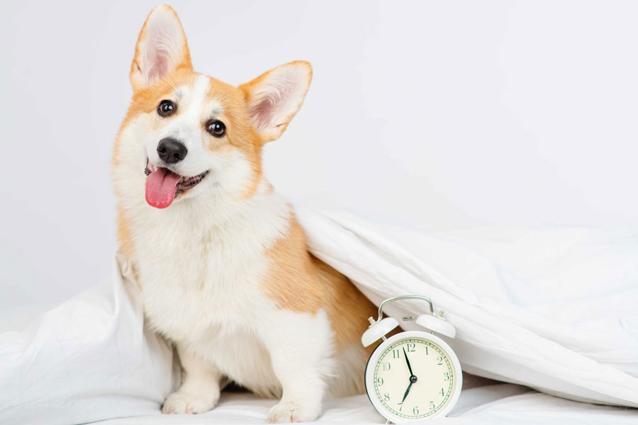 【獣医師に聞く】犬の床ずれ『褥瘡(じょくそう)』とは?愛犬の高齢化に伴い飼い主が知っておきたい大切なこと