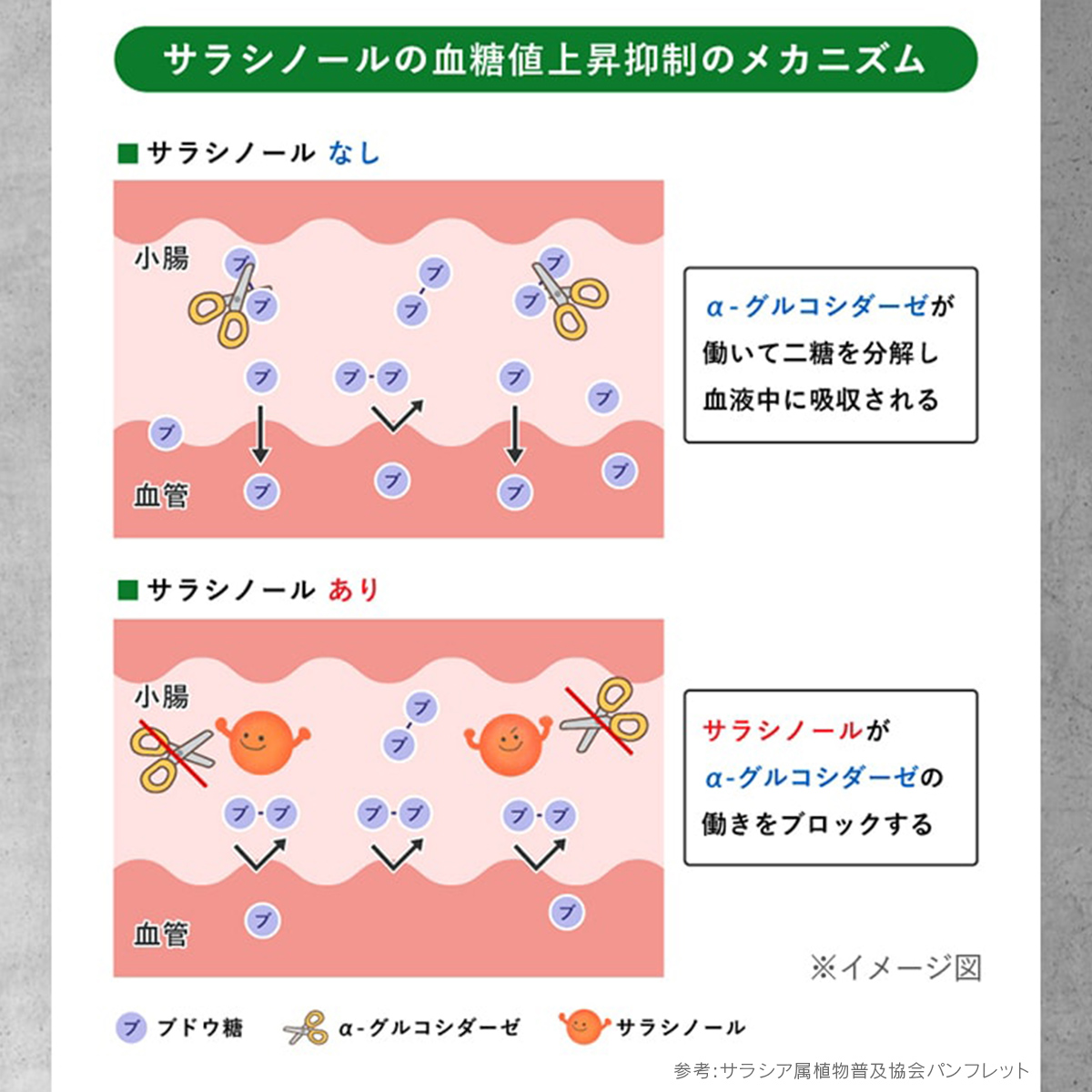 サラシアシームレスカプセル 30袋 【機能性表示食品】 ※定期 1個