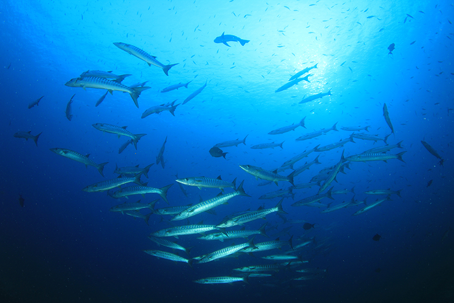 EPAとDHAを積極的に摂りたい理由とは?注目の中性脂肪を下げて脂質のバランスを取るメカニズムを解説