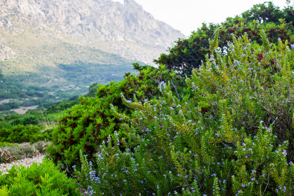 【どこよりも詳しい精油の話・3】ローズマリーの歴史と魅力<魅力編>